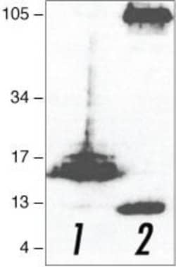 Invitrogen beta Amyloid Polyclonal Antibody (CT695) 50 &mu;g; Unconjugated:Antibodies,