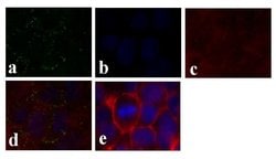 Invitrogen Connexin 26 Polyclonal Antibody 50 &mu;g; Unconjugated:Antibodies,