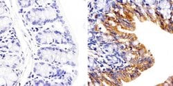 Invitrogen Connexin 26 Polyclonal Antibody 50 &mu;g; Unconjugated:Antibodies,