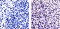 Invitrogen NFkB p50 Polyclonal Antibody 100 &mu;g; Unconjugated:Antibodies,