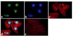 Invitrogen NFkB p50 Polyclonal Antibody 100 &mu;g; Unconjugated:Antibodies,