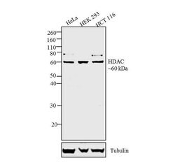 Invitrogen HDAC2 Polyclonal Antibody 100 &mu;g | Buy Online | Invitrogen&trade; | Fisher Scientific