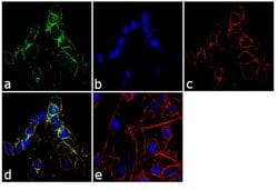 Invitrogen LIN7C Polyclonal Antibody 100 &mu;g; Unconjugated:Antibodies,