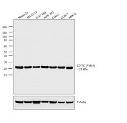 Invitrogen LIN7C Polyclonal Antibody 100 &mu;g; Unconjugated:Antibodies,