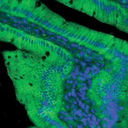 Invitrogen Claudin 2 Polyclonal Antibody (MH44) 100 &mu;g; Unconjugated:Antibodies,