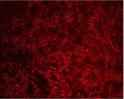 Invitrogen Connexin 36 Polyclonal Antibody 50 &mu;g | Buy Online | Invitrogen&trade; | Fisher Scientific