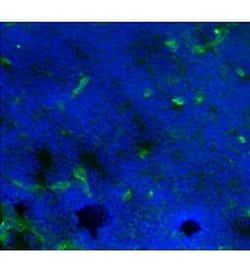 Invitrogen CD141 Monoclonal Antibody (LS17-9), Alexa Fluor 488, eBioscience