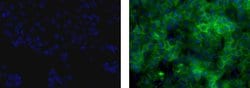 Invitrogen Trop2 (EGP-1) Monoclonal Antibody (MR54), Alexa Fluor 488, eBioscience