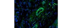 Invitrogen&trade;&nbsp;Smooth Muscle Myosin Monoclonal Antibody (SMMS-1), Alexa Fluor&trade; 488, eBioscience&trade;