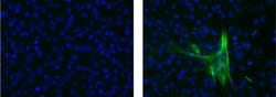 Invitrogen&trade;&nbsp;Actin (muscle) Monoclonal Antibody (HHF35), Alexa Fluor&trade; 488, eBioscience&trade;