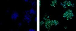 Invitrogen SOX9 Monoclonal Antibody (GMPR9), Alexa Fluor 488, eBioscience