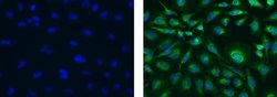Invitrogen COX4 Monoclonal Antibody (IB52C31H10), Alexa Fluor 488, eBioscience