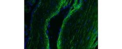 Invitrogen Collagen IV Monoclonal Antibody (1042), Alexa Fluor 488, eBioscience
