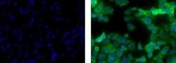 Cytokeratin 19 Monoclonal Antibody (BA17), Alexa Fluor 488, eBioscience