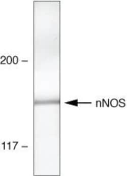 Invitrogen nNOS Polyclonal Antibody 100 &mu;g; Unconjugated:Antibodies,