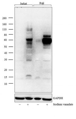 Invitrogen Phosphotyrosine Polyclonal Antibody, HRP 100 &mu;g; HRP:Antibodies,