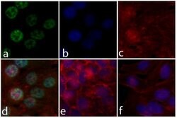 Phospho-ERK1/ERK2 (Thr185, Tyr187) Recombinant Rabbit Monoclonal Antibody