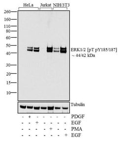 Phospho-ERK1/ERK2 (Thr185, Tyr187) Recombinant Rabbit Monoclonal Antibody