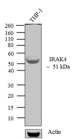 Invitrogen IRAK4 Recombinant Rabbit Monoclonal Antibody (12H2L6) 100 &mu;g | Buy Online | Invitrogen&trade; | Fisher Scientific