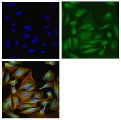 Invitrogen&trade;&nbsp;IRAK4 Recombinant Rabbit Monoclonal Antibody (12H2L6)