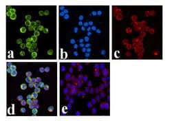 Invitrogen Phospho-JAK1 (Tyr1022, Tyr1023) Recombinant Rabbit Monoclonal