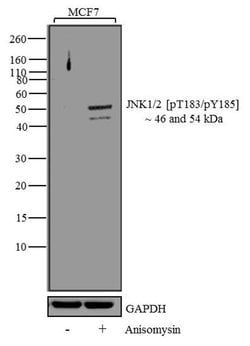 Invitrogen Phospho-JNK1/JNK2 (Thr183, Tyr185) Recombinant Rabbit Monoclonal