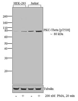 Invitrogen Phospho-PKC theta (Thr538) Recombinant Rabbit Monoclonal Antibody