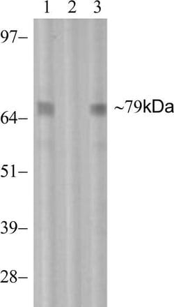 Invitrogen Phospho-PKC theta (Thr538) Recombinant Rabbit Monoclonal Antibody