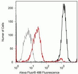 Invitrogen Phospho-SMAD1/SMAD5 (Ser463, Ser465) Recombinant Rabbit Monoclonal