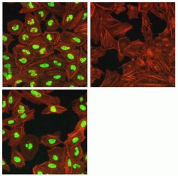 Invitrogen Phospho-SMAD1/SMAD5 (Ser463, Ser465) Recombinant Rabbit Monoclonal