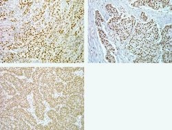Invitrogen Phospho-SMAD1/SMAD5 (Ser463, Ser465) Recombinant Rabbit Monoclonal