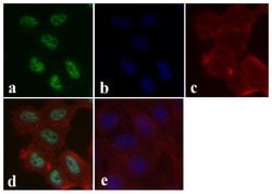 Invitrogen Phospho-SMAD1/SMAD5 (Ser463, Ser465) Recombinant Rabbit Monoclonal