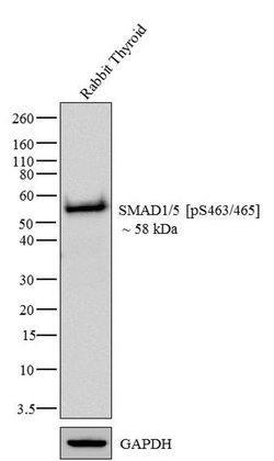 Invitrogen Phospho-SMAD1/SMAD5 (Ser463, Ser465) Recombinant Rabbit Monoclonal
