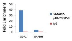 Invitrogen Phospho-SMAD2 (Thr8) Recombinant Rabbit Monoclonal Antibody