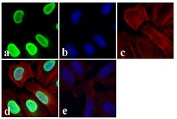 Invitrogen Phospho-SMAD2 (Thr8) Recombinant Rabbit Monoclonal Antibody