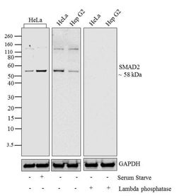 Invitrogen Phospho-SMAD2 (Thr8) Recombinant Rabbit Monoclonal Antibody