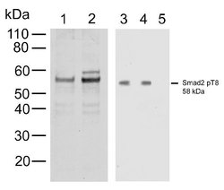 Invitrogen Phospho-SMAD2 (Thr8) Recombinant Rabbit Monoclonal Antibody
