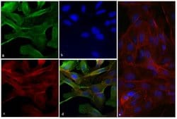 Vinculin Recombinant Rabbit Monoclonal Antibody (42H89L44), Invitrogen&trade; 100 &mu;g; Unconjugated 