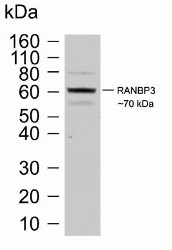 Invitrogen RANBP3 Recombinant Rabbit Monoclonal Antibody (B24H15L41) 100