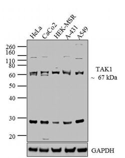 Invitrogen TAK1 Recombinant Rabbit Monoclonal Antibody (28H25L68) 100 &mu;g;