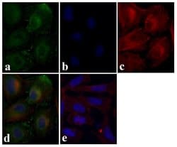 Invitrogen TRAF3 Recombinant Rabbit Monoclonal Antibody (12H13L59) 100