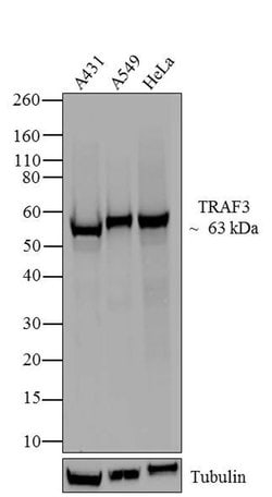 Invitrogen TRAF3 Recombinant Rabbit Monoclonal Antibody (12H13L59) 100