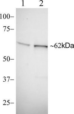 Invitrogen TRAF3 Recombinant Rabbit Monoclonal Antibody (12H13L59) 100