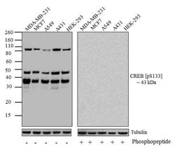 Invitrogen Phospho-CREB (Ser133) Recombinant Rabbit Monoclonal Antibody