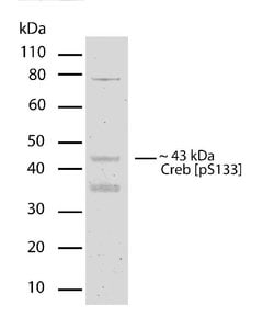 Invitrogen Phospho-CREB (Ser133) Recombinant Rabbit Monoclonal Antibody