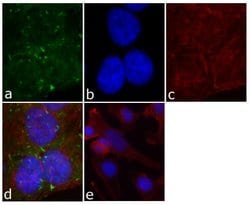 Invitrogen Phospho-FAK (Tyr861) Recombinant Rabbit Monoclonal Antibody