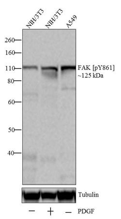 Invitrogen Phospho-FAK (Tyr861) Recombinant Rabbit Monoclonal Antibody