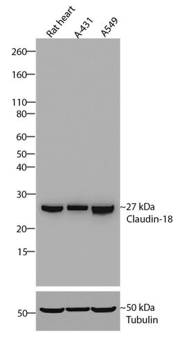 Invitrogen Claudin 18 Recombinant Rabbit Monoclonal Antibody (34H14L15)