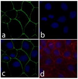 Invitrogen Claudin 18 Recombinant Rabbit Monoclonal Antibody (34H14L15)
