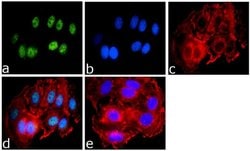 Invitrogen SUMO-3 Recombinant Rabbit Monoclonal Antibody (1H9L17) 100 &mu;g;